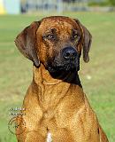 Rhodesian Ridgeback 9P017D-317